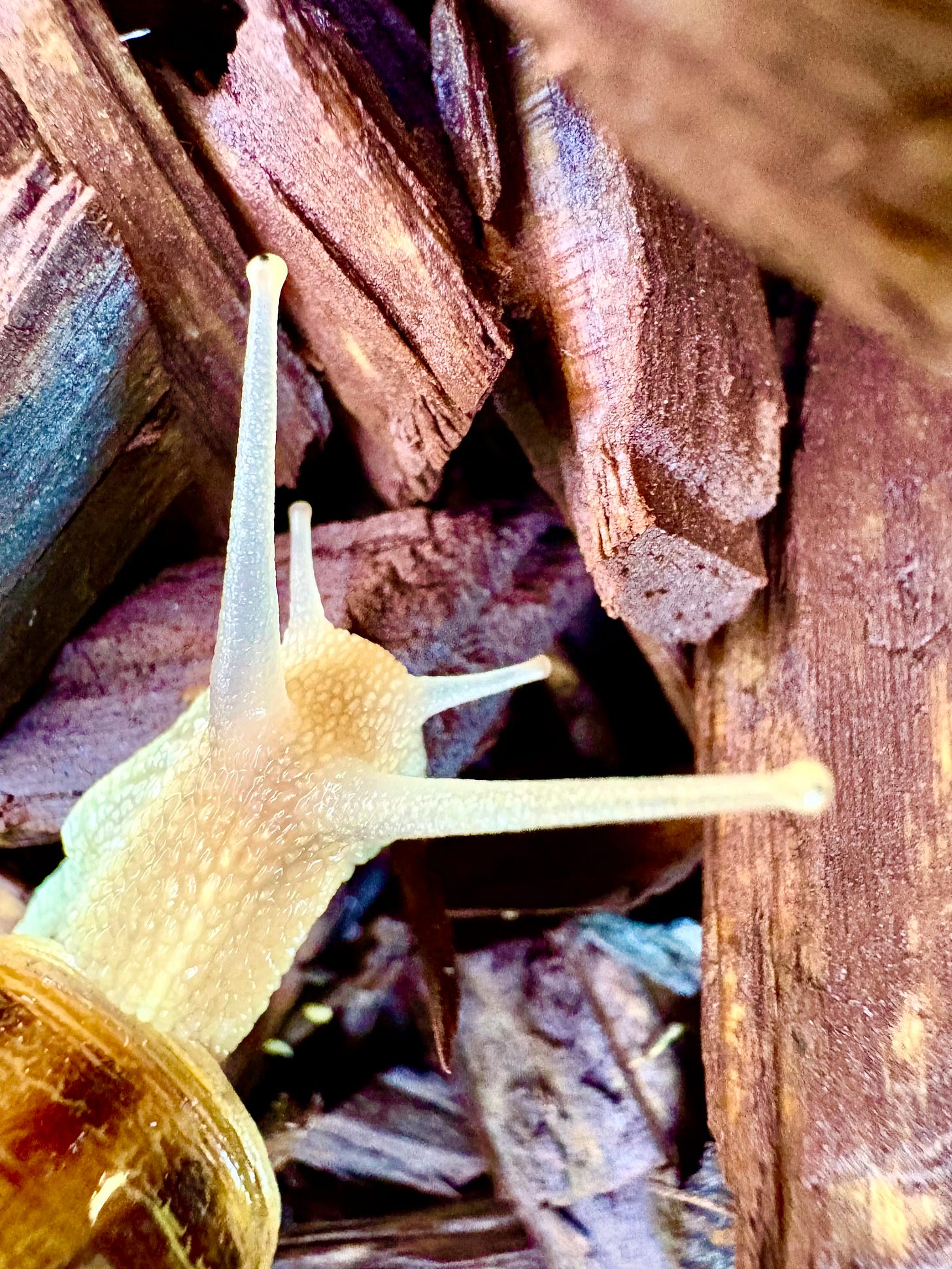 Close up of the head of a snail, its skin looking translucent, as it travels across brown wood bark, Loscotoff 2025. 