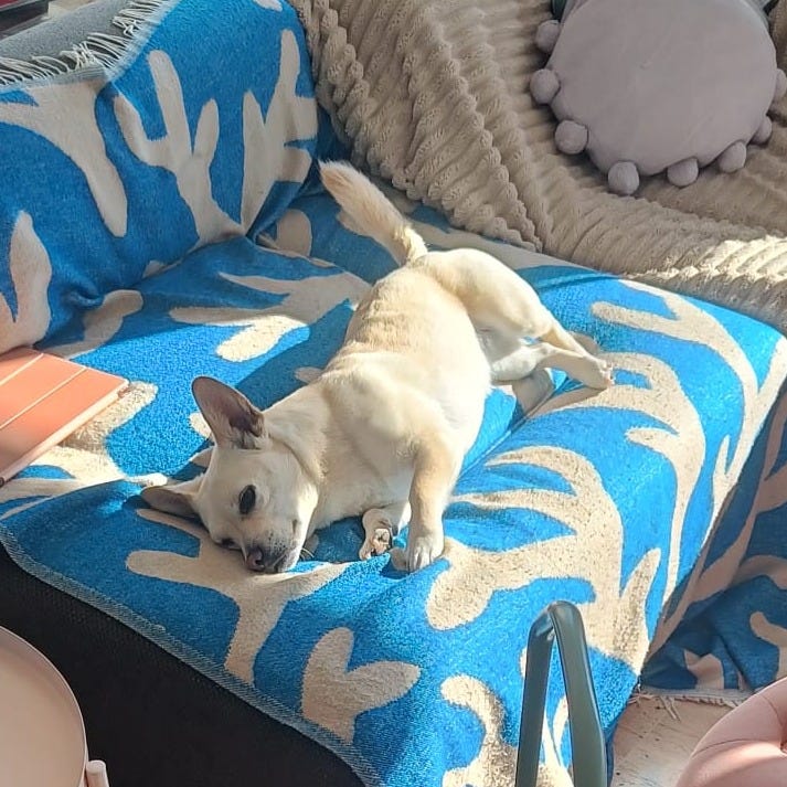 Small white dog resting on a blue patterned blanket in a bright living room during Elspeth Wilson’s Tarot DMs interview.
