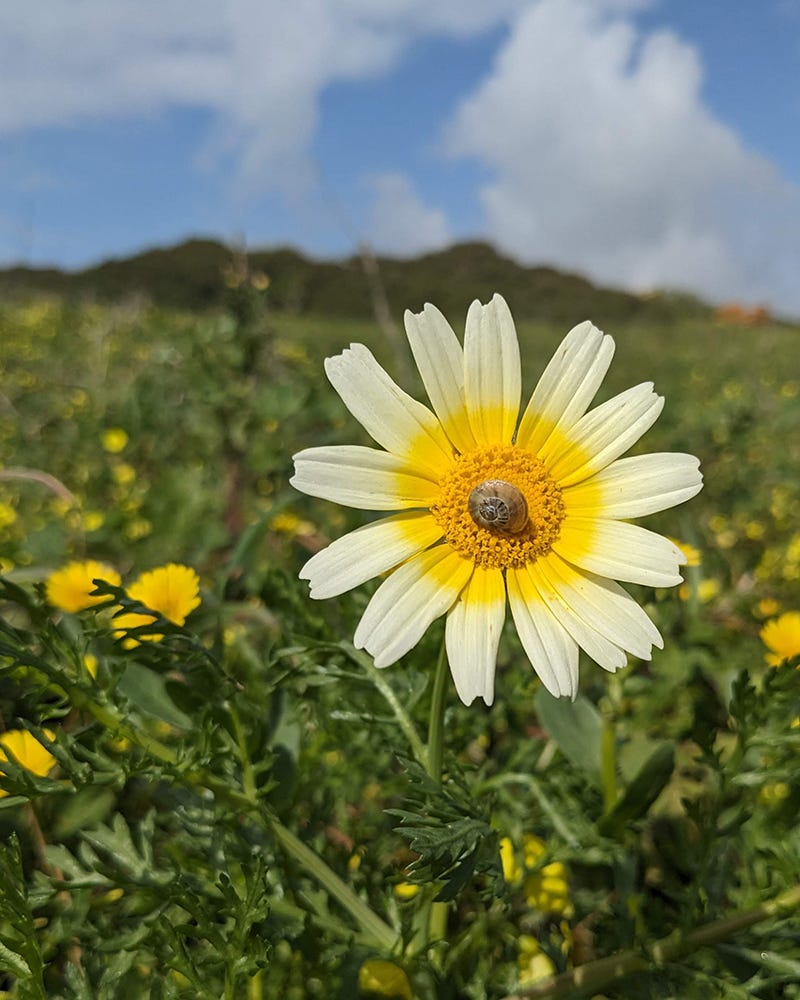 Photo of a white chrysanthemum with a yellow center in a field. There is a small snail shell in the middle of the flower.