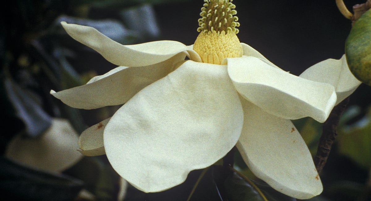 Roots of Southern Nature Writing