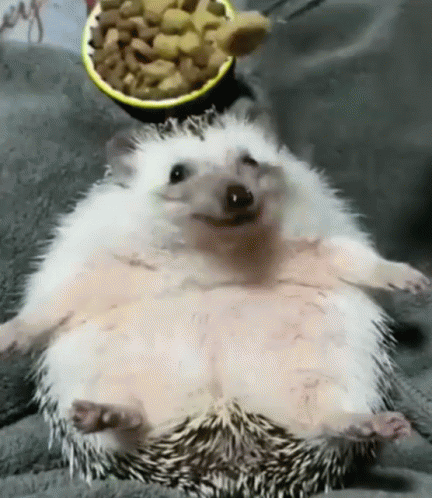 Hedgehog Eat GIF - Hedgehog Eat Hungry - Discover & Share GIFs