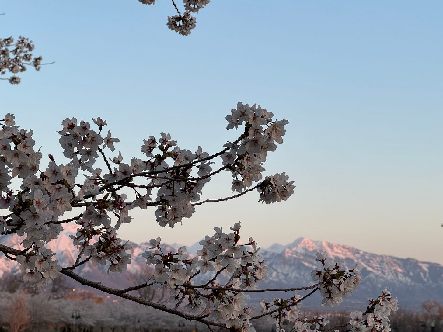 Cherry blossoms against the backdrop of the Wasatch Mountains