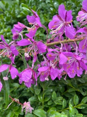 Fireweed blossoms shimmer in translucent fuchsia with rainswept leaves and petals.