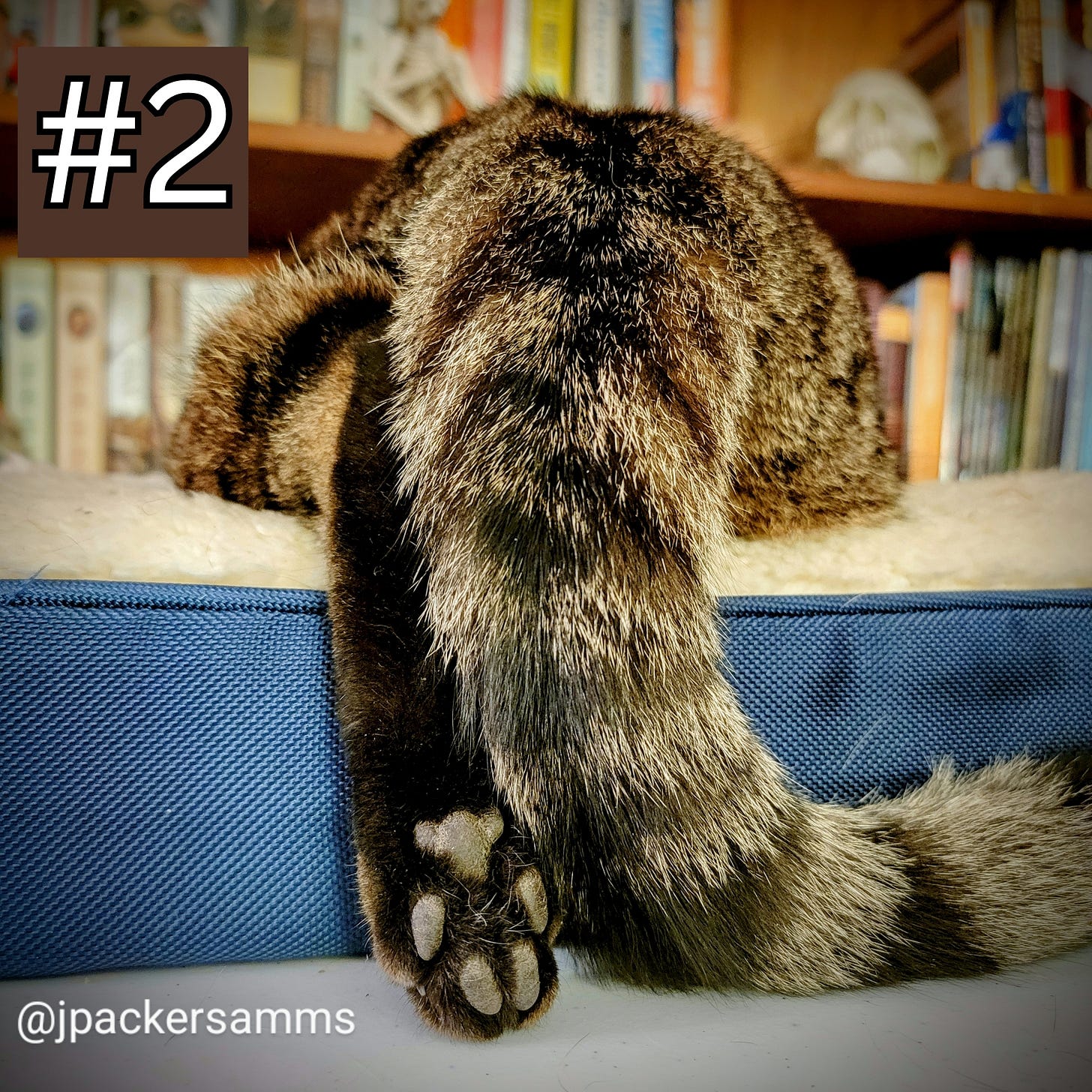 A tabby's tail end and a paw with black beans!