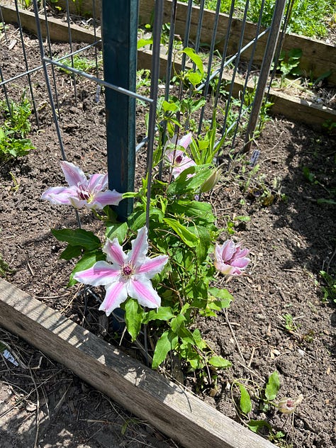 asparagus, arugula, front planter, Vancouver Mystic Gem clematis, plants ready to go out, lupine 'Masterpiece', Paradise garden after rain, Boulevard native garden, replanted cercis 'Flamethrower' (aka 'Eternal Flame')