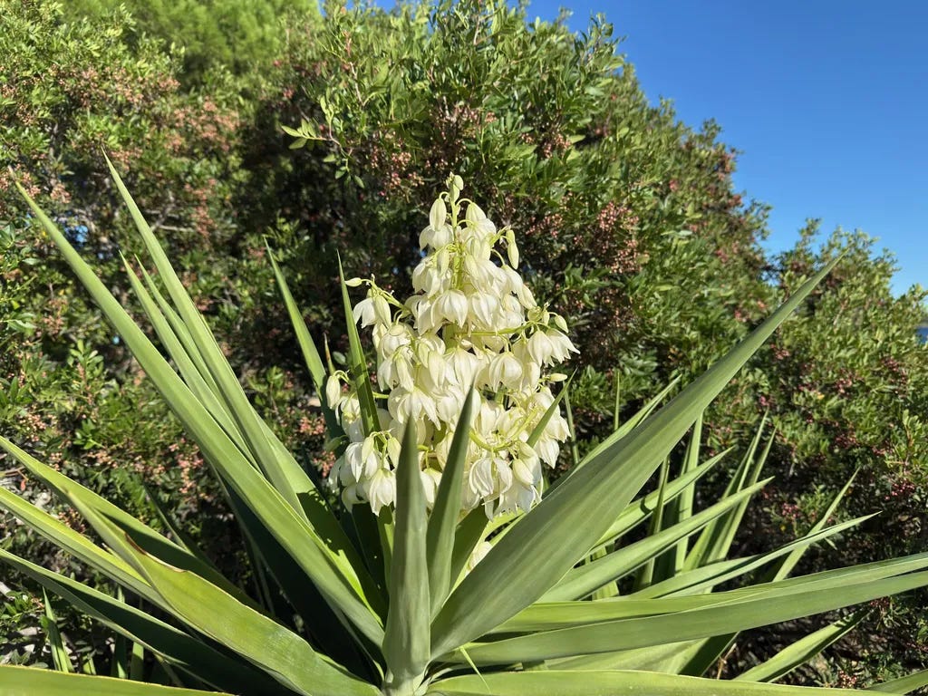 Yucca