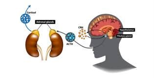 What Is Adrenal Fatigue And The Role Of ...