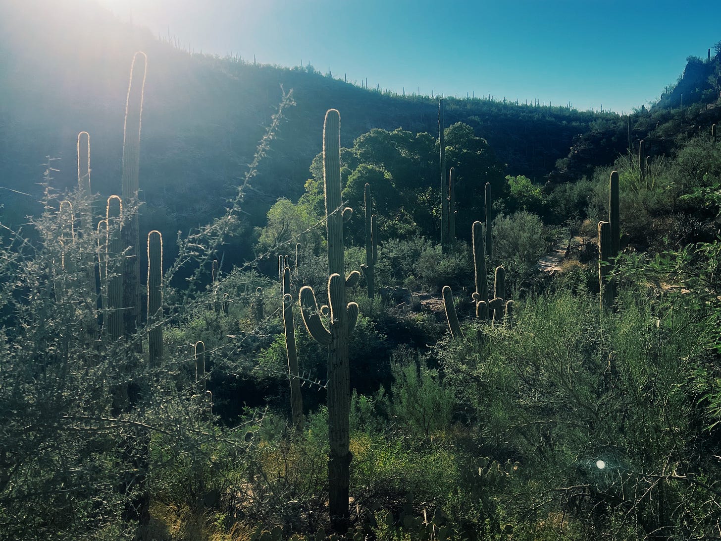 Cactuses on a mountainside