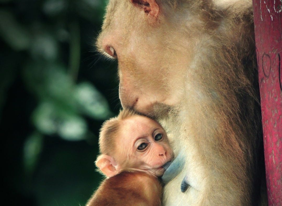 brown monkey holding baby monkey