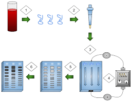 File:Gel Electrophoresis in DNA Fingerprinting.svg - Wikimedia Commons
