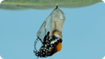 A butterfly cocoon from a leaf

Description automatically generated