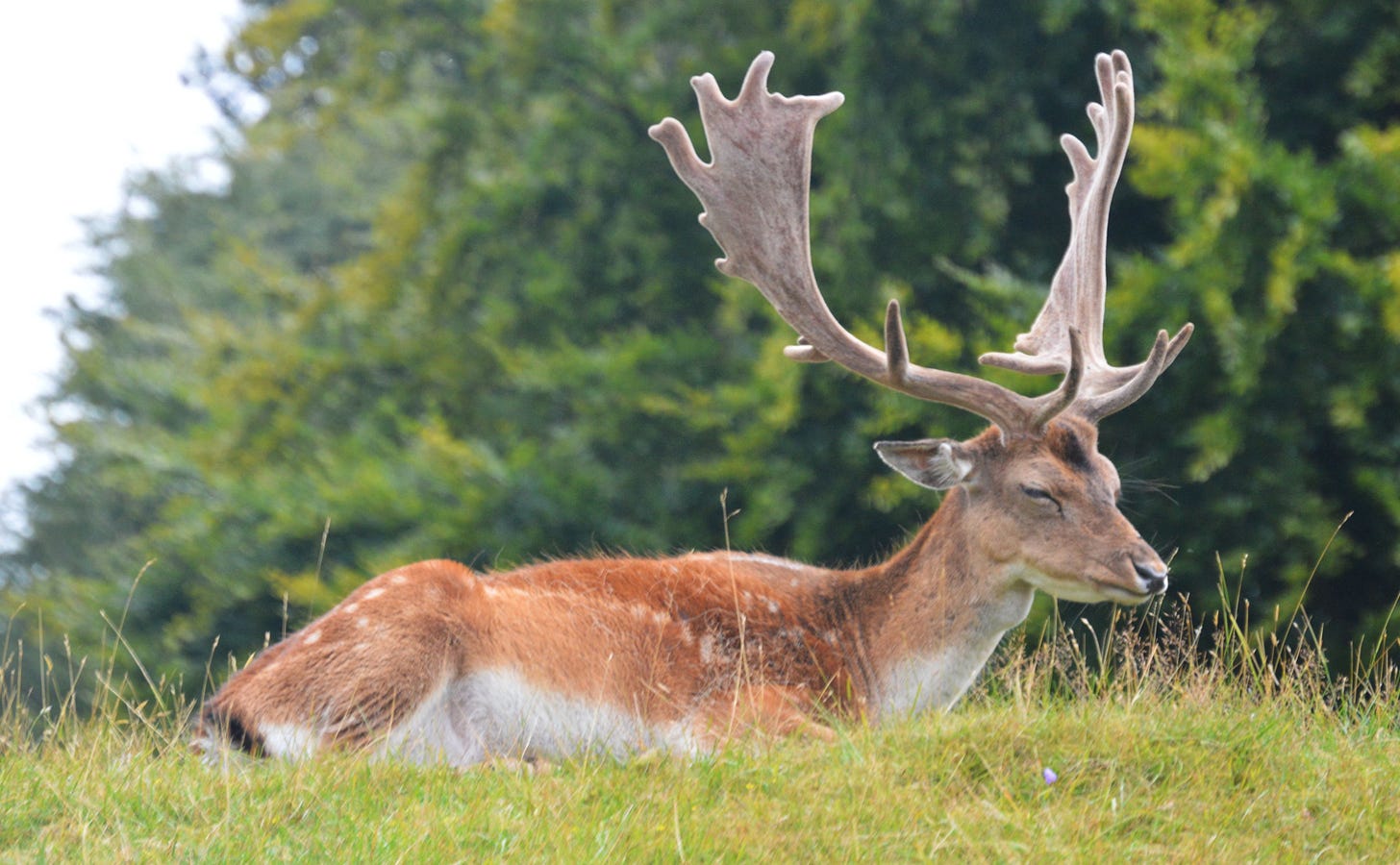 A deer with massive antlers at Knole Park in Sevenoaks