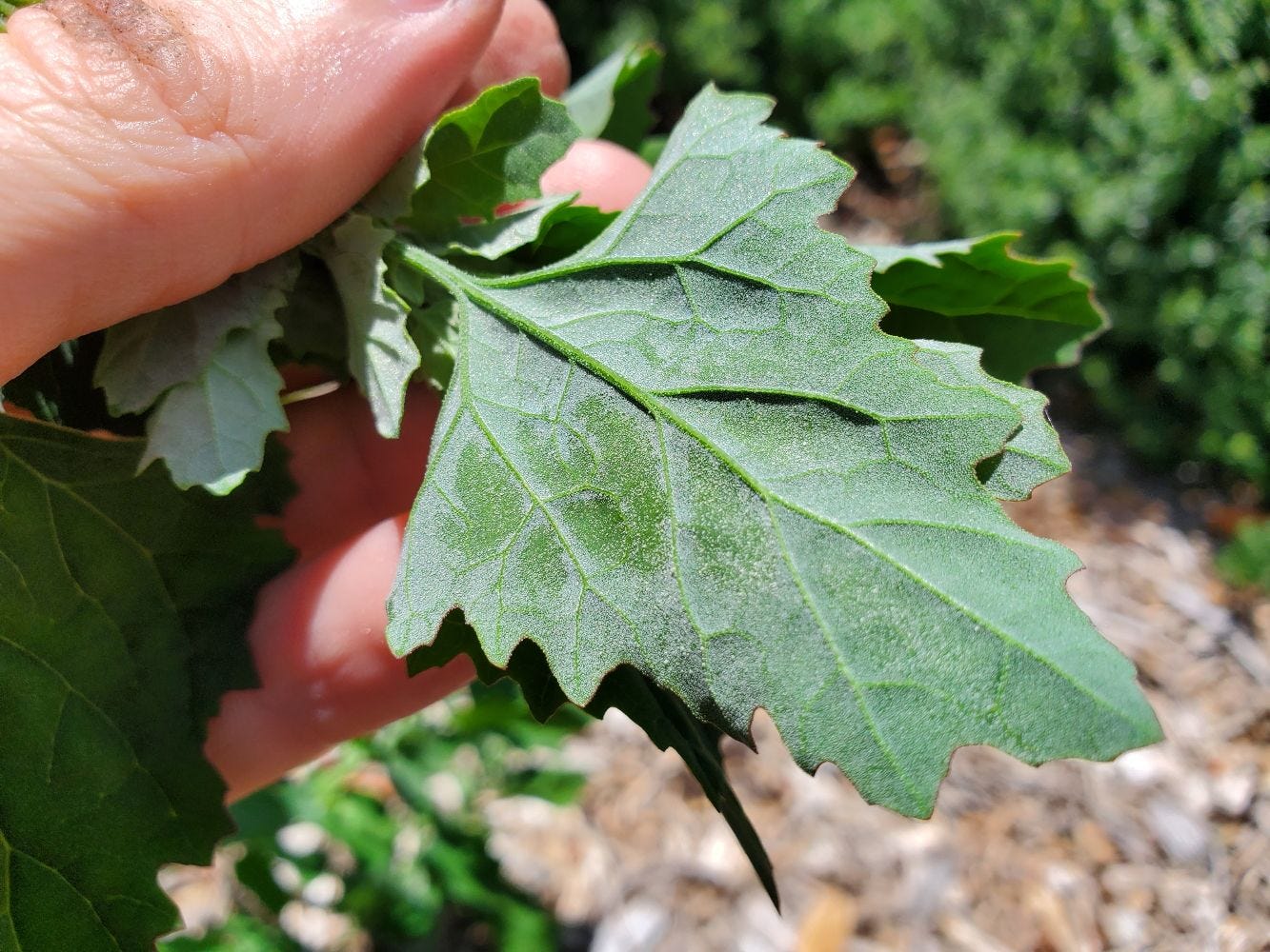 Chenopodium album [Underleaf Blush removal] 20221214_125137 sml.jpg