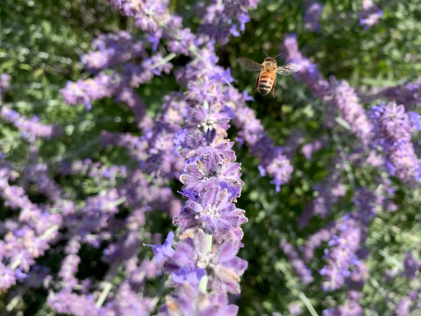Photograph of Russian Sage bush. Purple flowers in the foreground with green foliage in the background. To the right of the purple flowers is a honeybee in flight with iridescent wings extended and glowing in the sunlight.