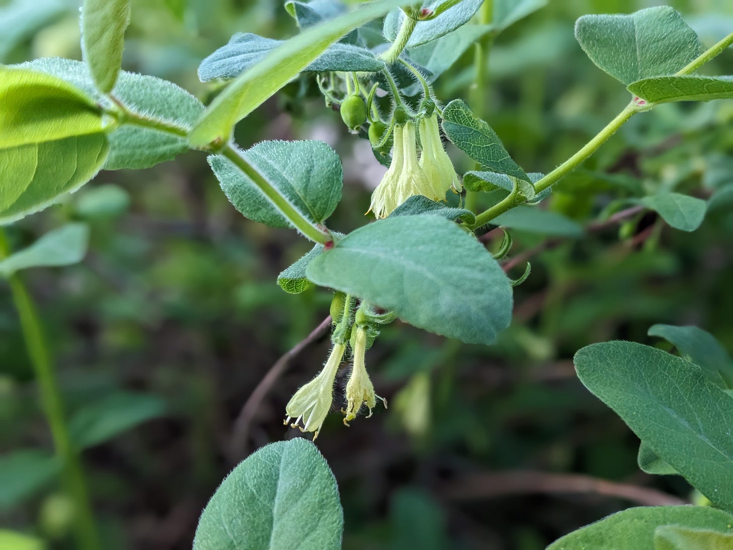 closeup focus on light-yellow haskap flowers, hanging below a leaf like bells