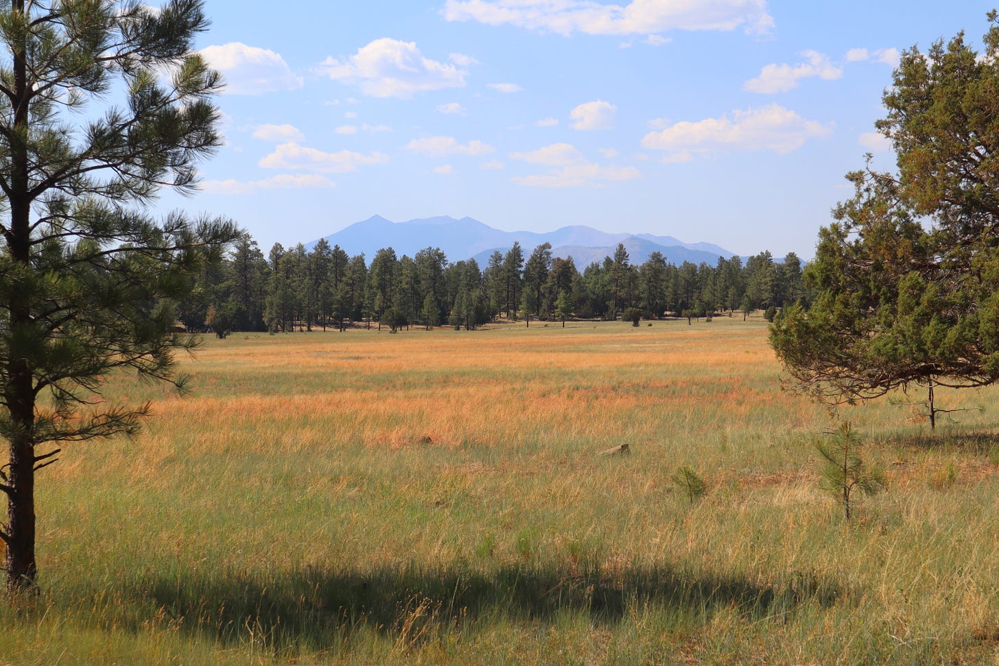 a marshy foreground with a pine forest and mountains in the background