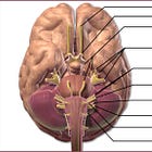 De polyvagaaltheorie: huidige stand van zaken, klinische toepassingen en toekomstige mogelijkheden (2)