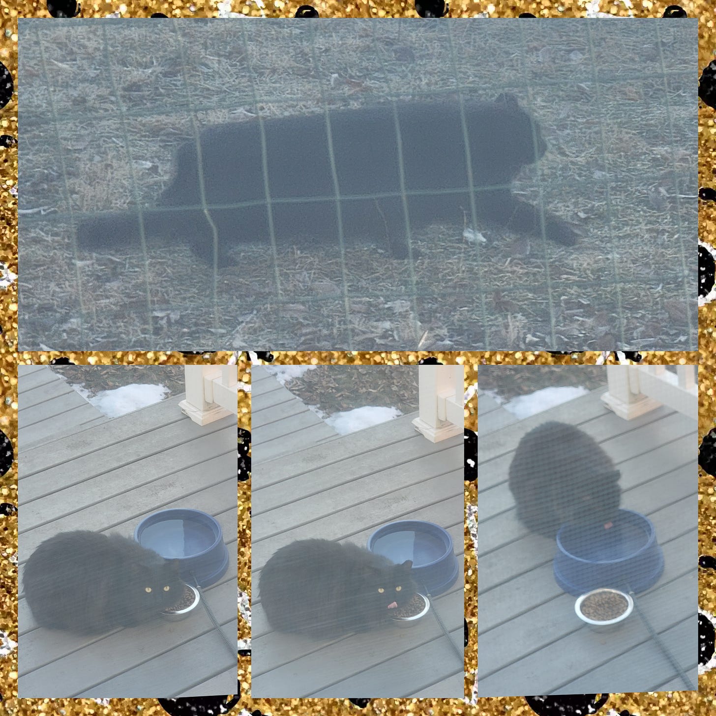 A four photo collage of a large, fluffy, long-haired black cat. In the top image, they are walking and are seen in profile. In the bottom three images, they are eating food and drinking water out of bowls on a deck. In two of the three bottom images, their tongue is visible. A four photo collage of a large, fluffy, long-haired black cat. In the top image, they are walking and are seen in profile. In the bottom three images, they are eating food and drinking water out of bowls on a deck. In two of the three bottom images, their tongue is visible.