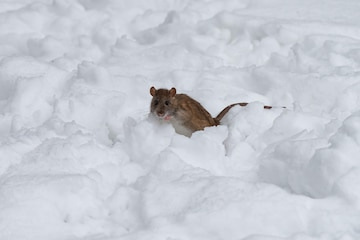 A small mouse on the snow during a very cold weather. | Premium Photo
