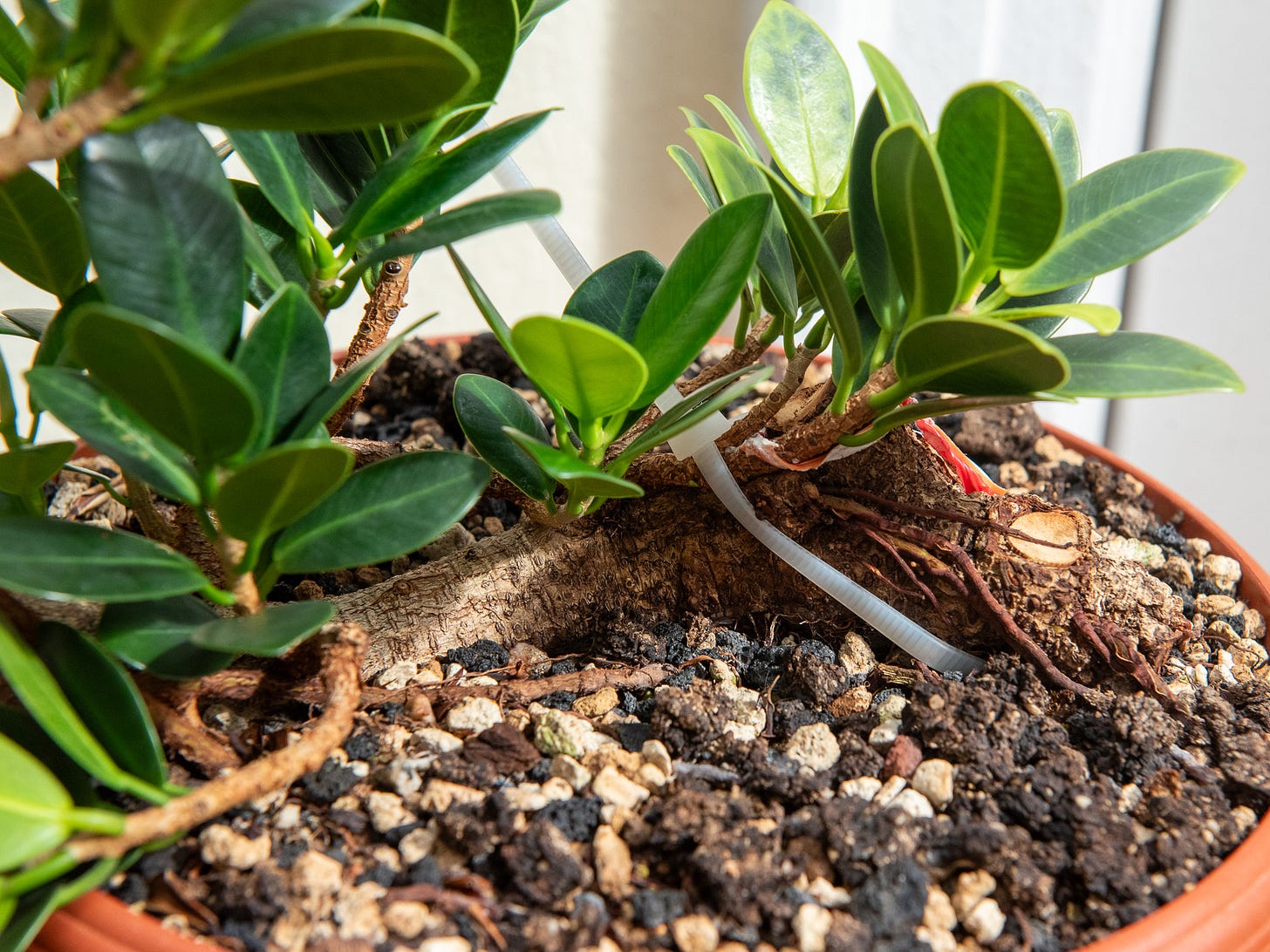ID: ficus microcarpa raft bonsai