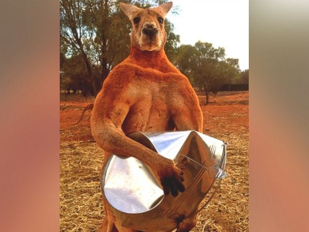 The Real Story Behind Roger the 'Roo - ABC News