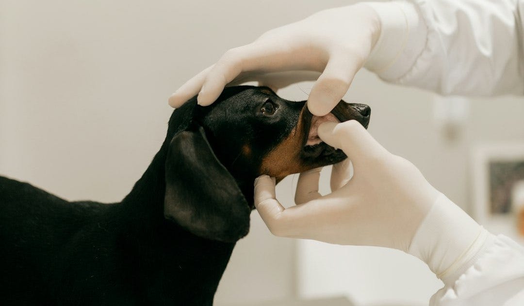 What Every Pet Owner Should Know About Rising Vet Bills