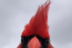Researchers found that songbirds including the Northern Cardinal (pictured here) that live year-round in the urban core of San Antonio, Texas, had eyes about 5% smaller than members of the same species from the less bright outskirts.