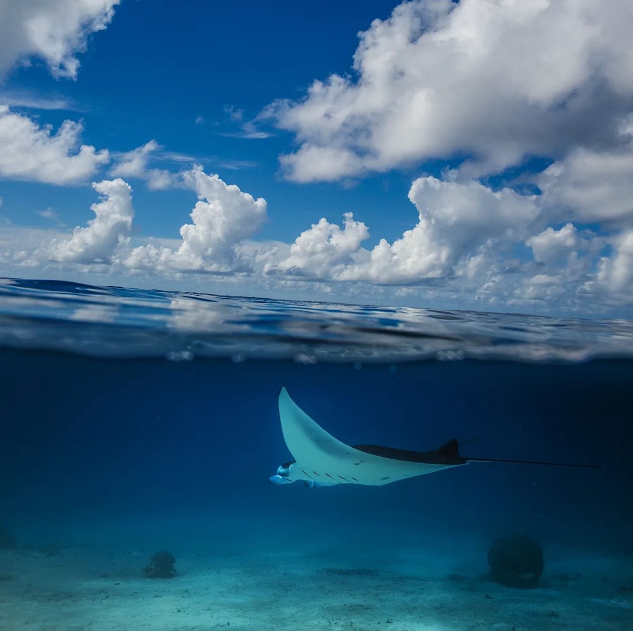 A manta ray swimming through the waters of Manta Point in Komodo National Park, Indonesia. A manta ray swimming through the waters of Manta Point in Komodo National Park, Indonesia.