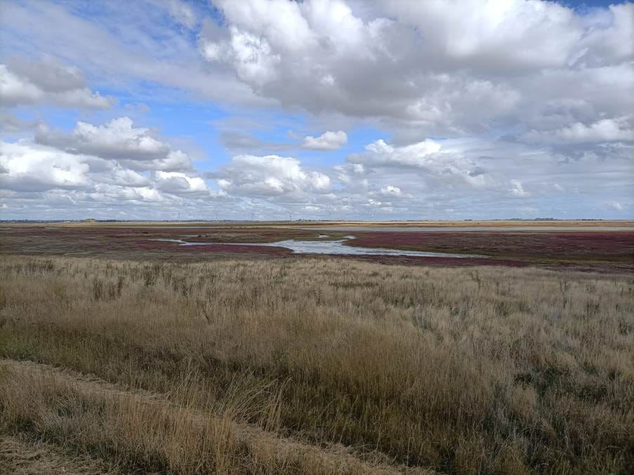 A field of dry grass and a small pond

AI-generated content may be incorrect.