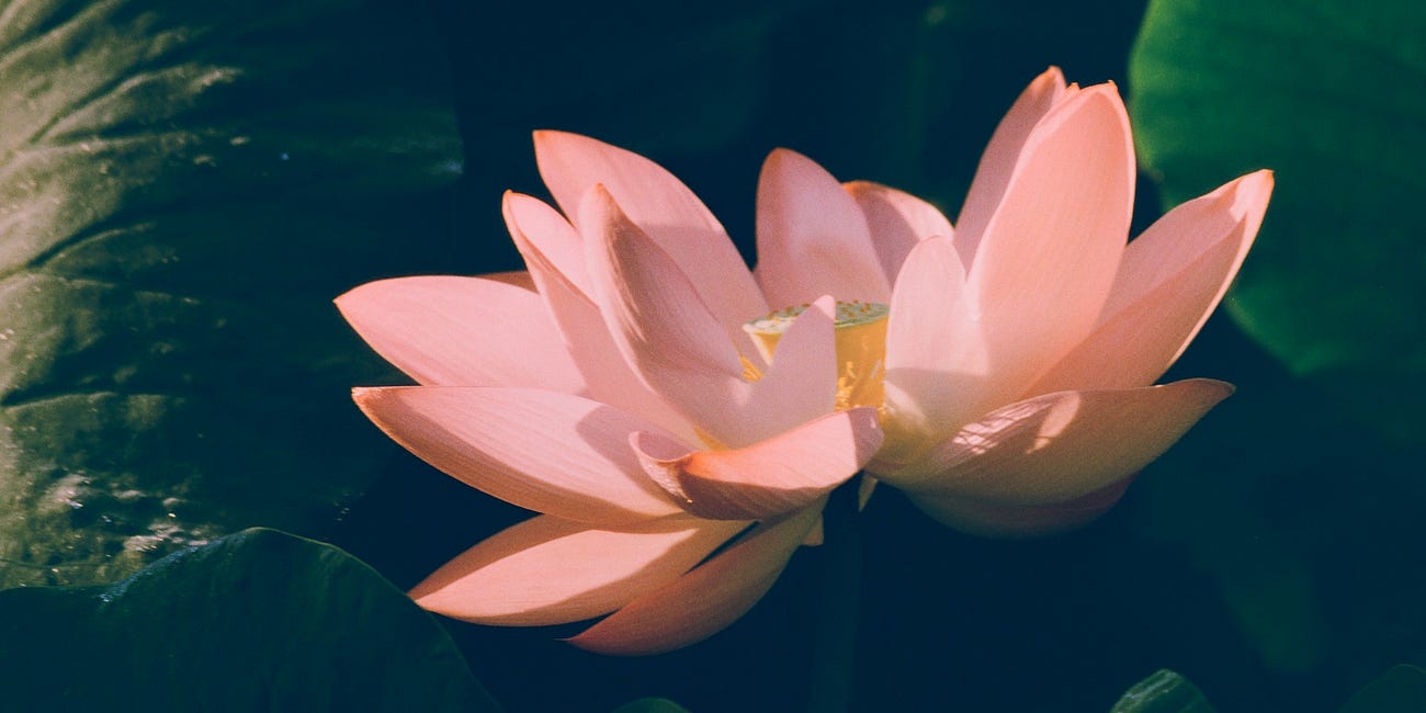 Bloom | An Ethical and Bio-Sustainability-Focused Manufacturing Corporation