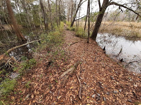 A trail with limbs hanging over and flowers blooming along the side.