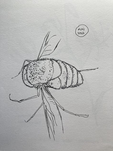 Line drawing of fly viewed from top, legs in an unnatural position suggesting it' dead, line drawing of fly in flight with proboscis extended, felt pen drawing of previous image