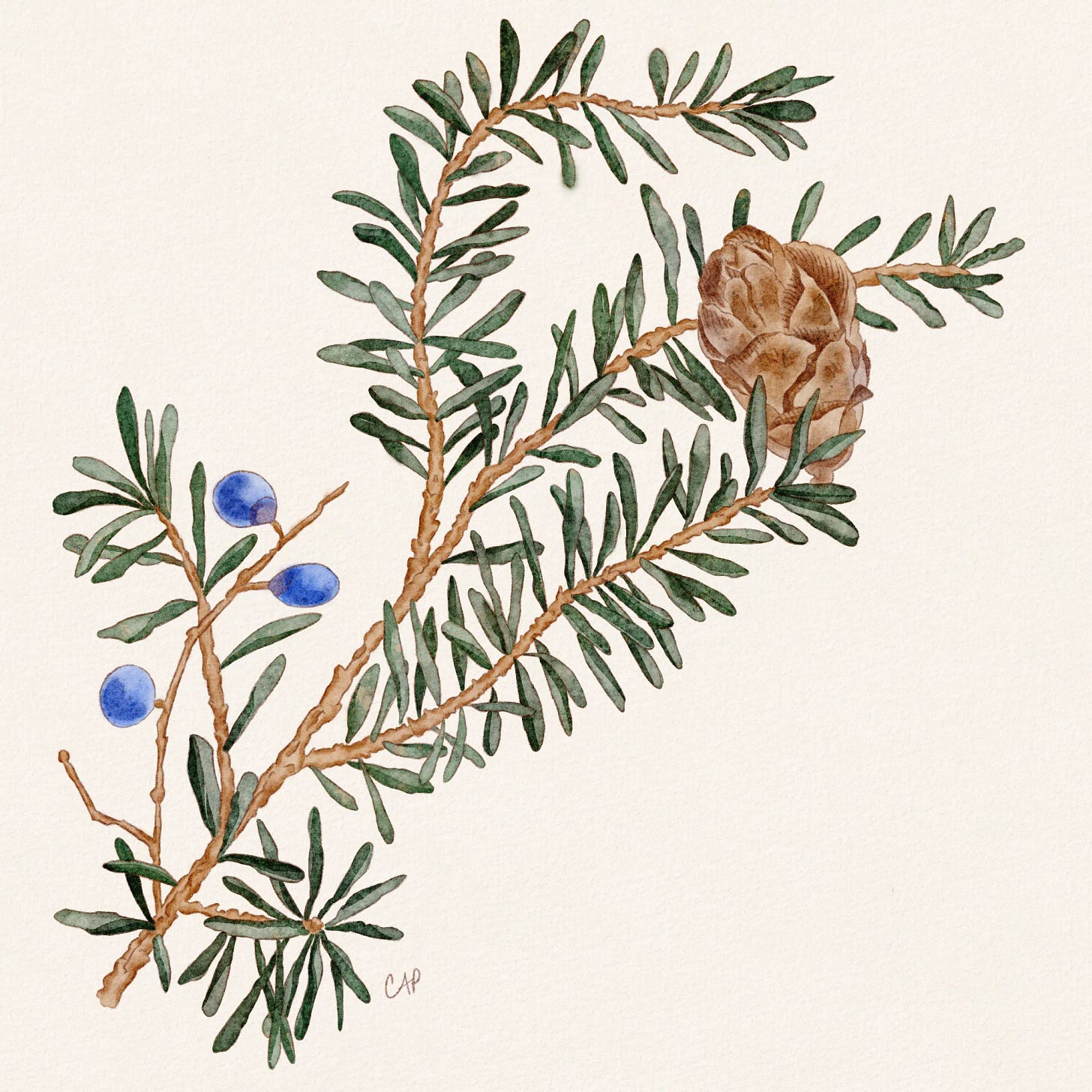 A digital illustration of a juniper branch.