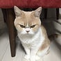 Vilain chat's avatar