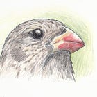 The blood-drinking vampire finch