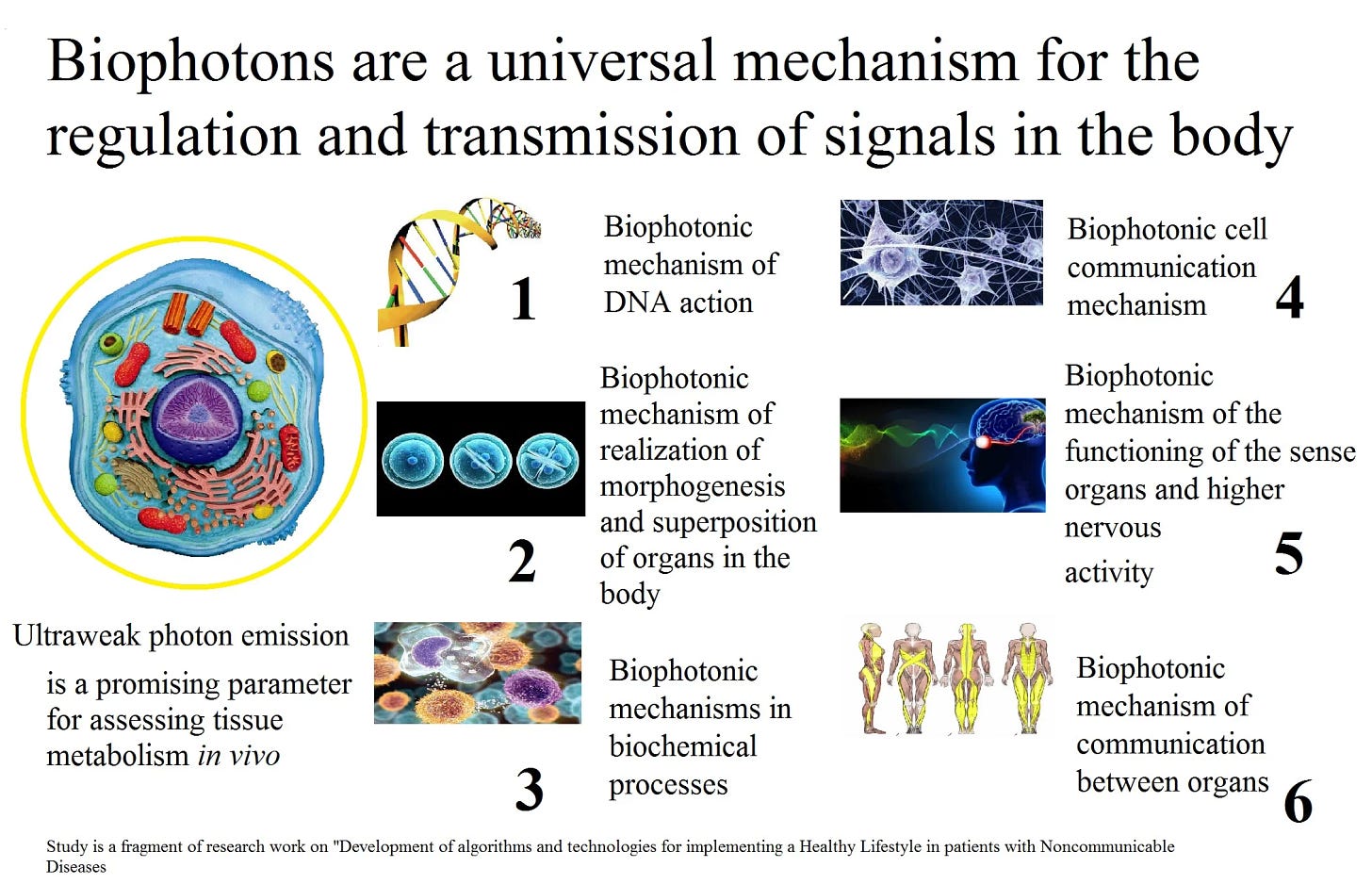 Modern biophysical view of electromagnetic processes of the phenomenon of  life of living biological systems as a promising basis for the development  of complex medicine: the role of biophotons - Extrica