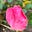 Roses's avatar