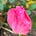 Roses's avatar