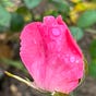 Roses's avatar