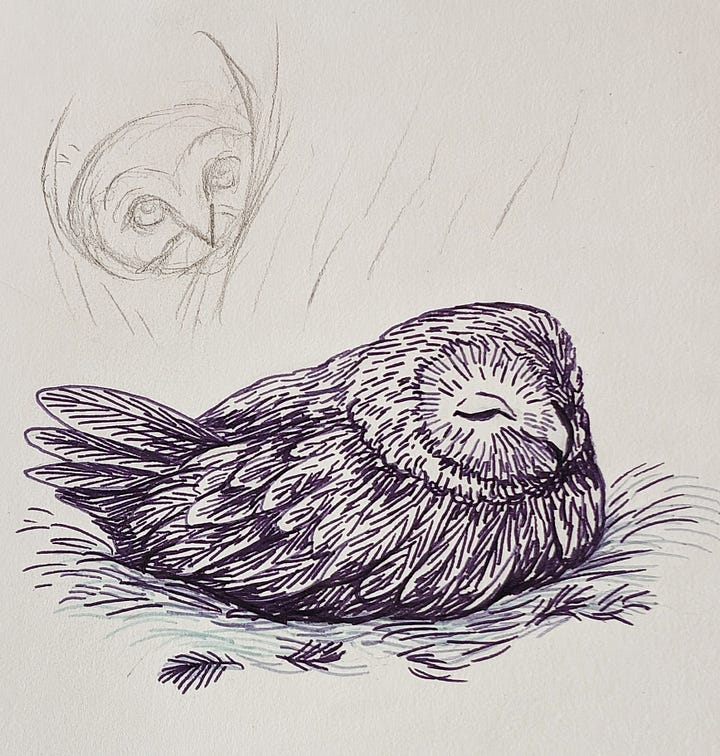a loose sketch of a nesting owl and her boyfriend bringing her a mouse, and a screenshot of the owl from the live camera