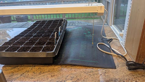 Watering a seedling flat from below, a seed flat on top of a black plastic heat mat, two seed trays with clear covers under grow lights.