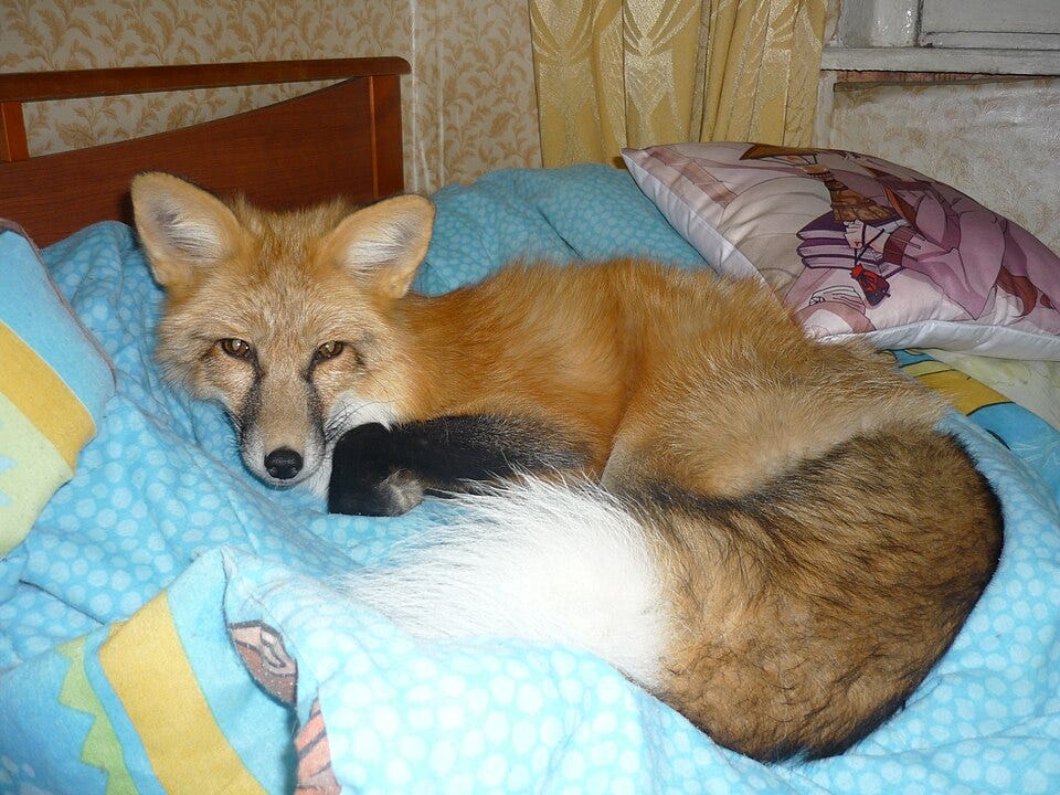 Файл:Adisey fox.JPG