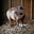 Magpie Hollow Farm's avatar