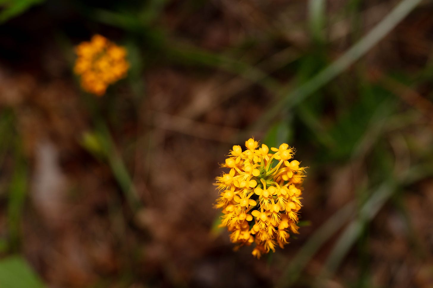 Overhead view of two orange fringed orchid stalks in full bloom, one in focus on the bottom right and one soft focus on the top left