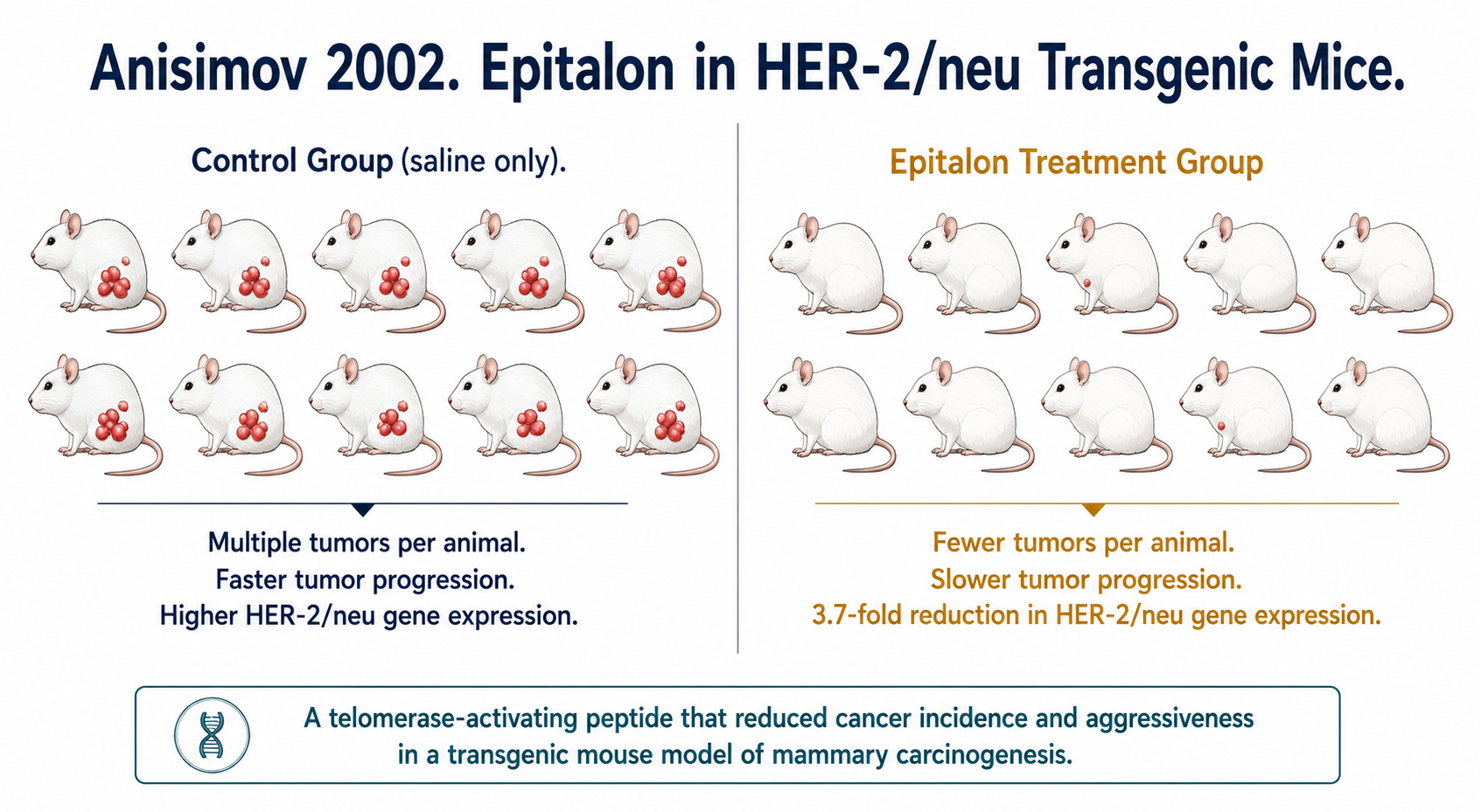 epithalon dosing protocol Epitalon Peptide main image 0