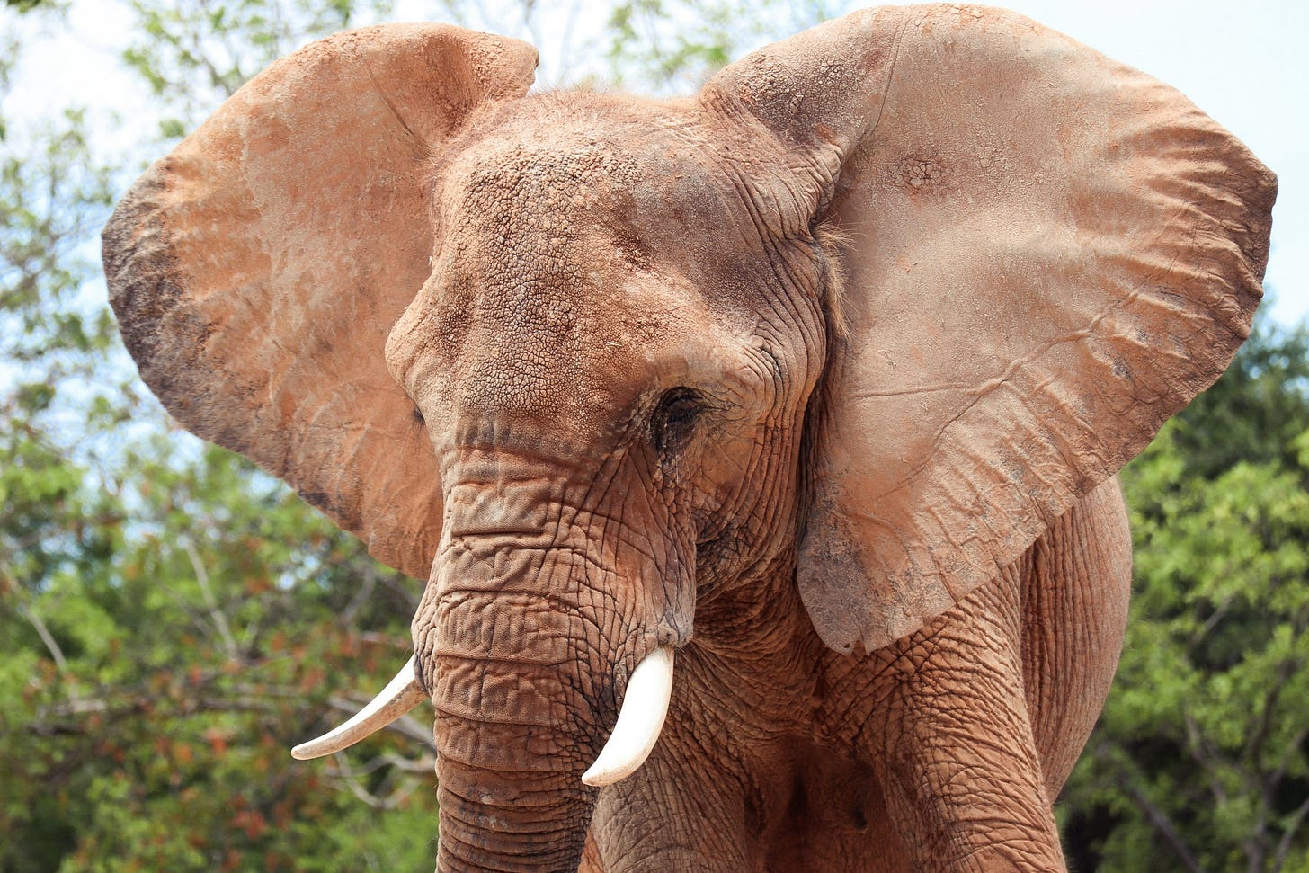 The Elephant's Ear And Temperature Regulation | CONSERVATIONS NIGERIA