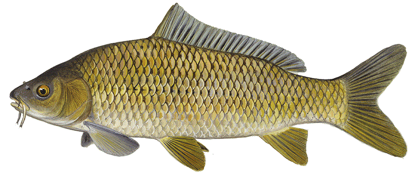 Common Carp, illustration by Maynard Reece, from Iowa Fish and Fishing. Common Carp, illustration by Maynard Reece, from Iowa Fish and Fishing.