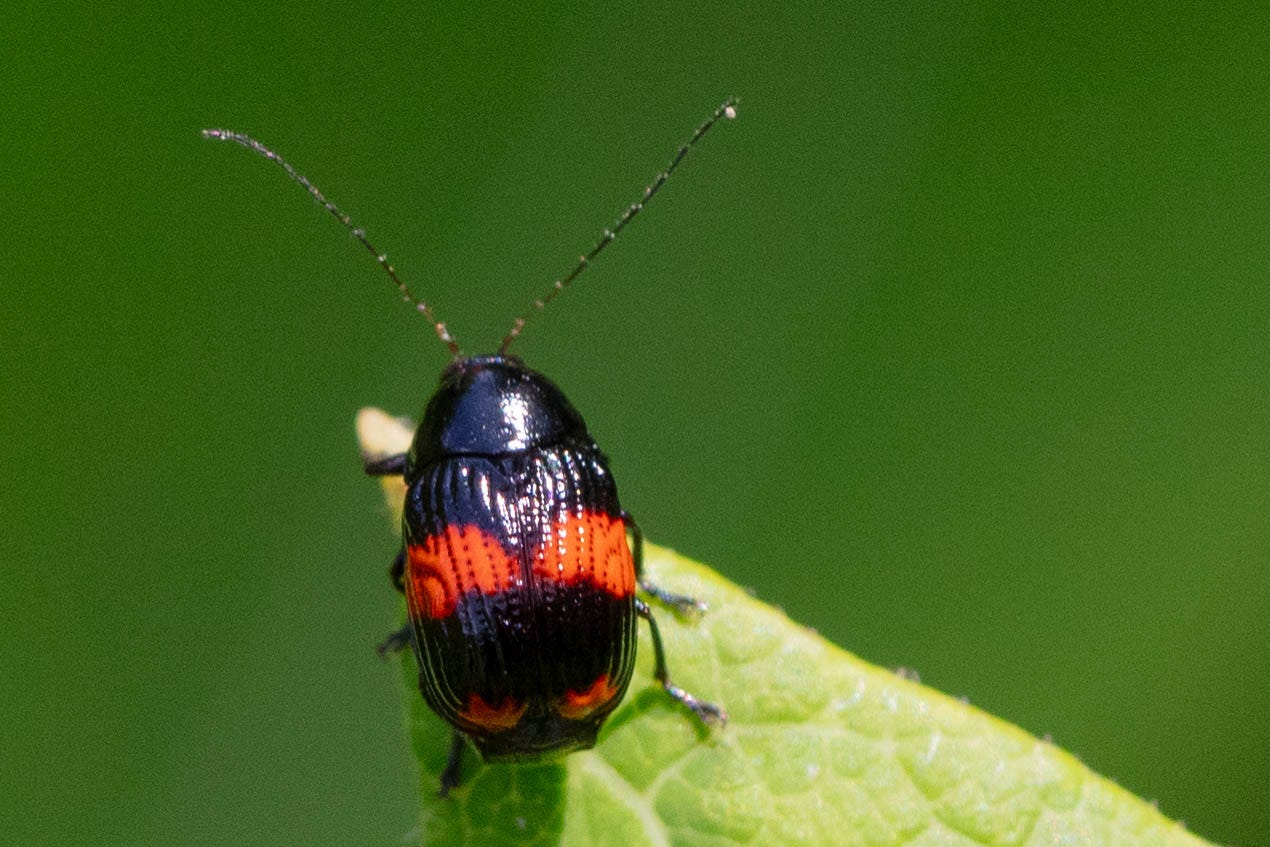 A small black beetle with two bright red bands across the wings