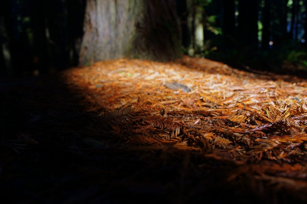 The foundation for the redwoods, covered with needles.