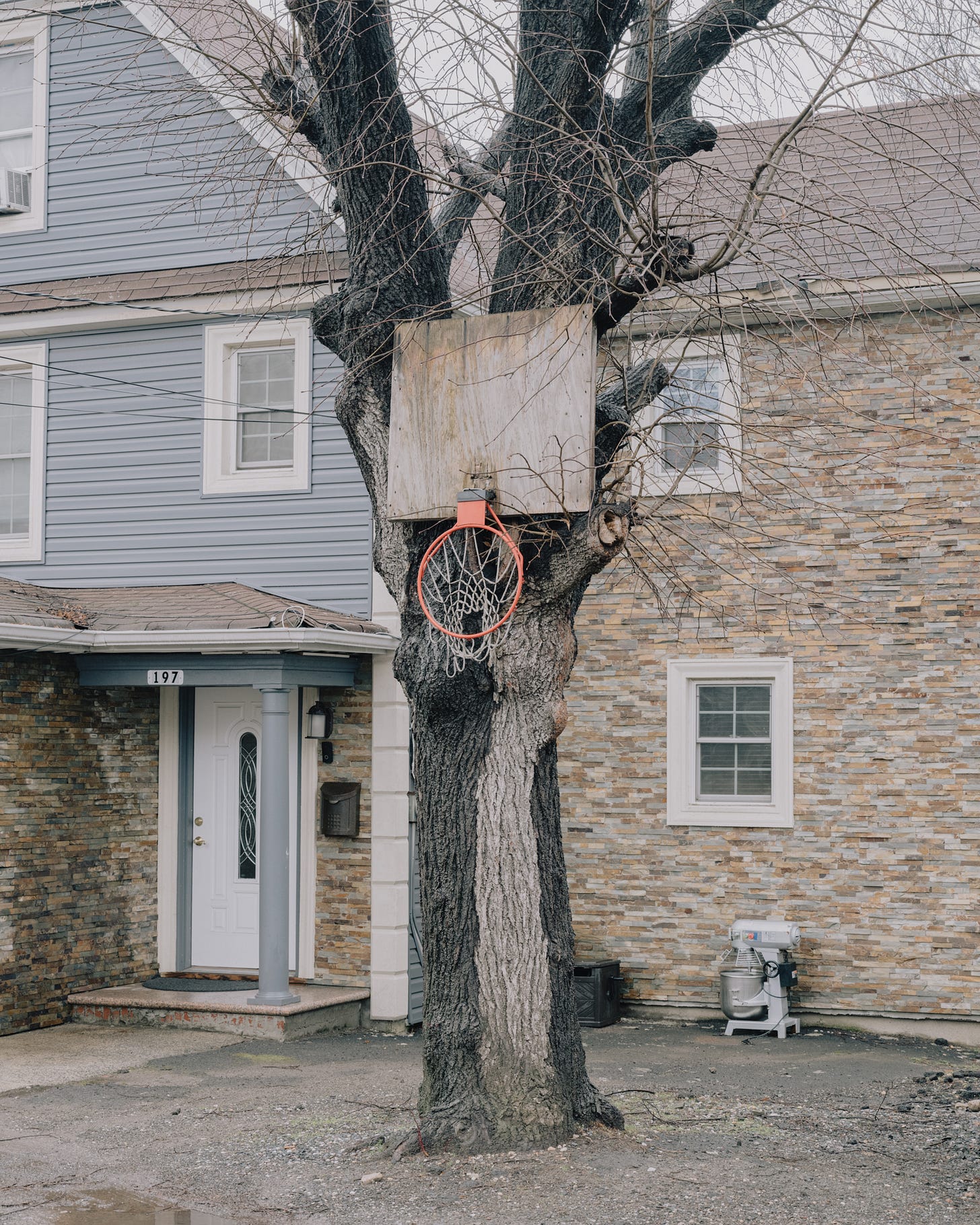 basketball hoop flattened against tree trunk, Port Richmond